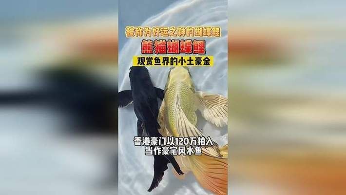 最貴蝴蝶鯉600萬一條（“最貴蝴蝶鯉600萬一條”公開信息中暫未查到直接佐證）