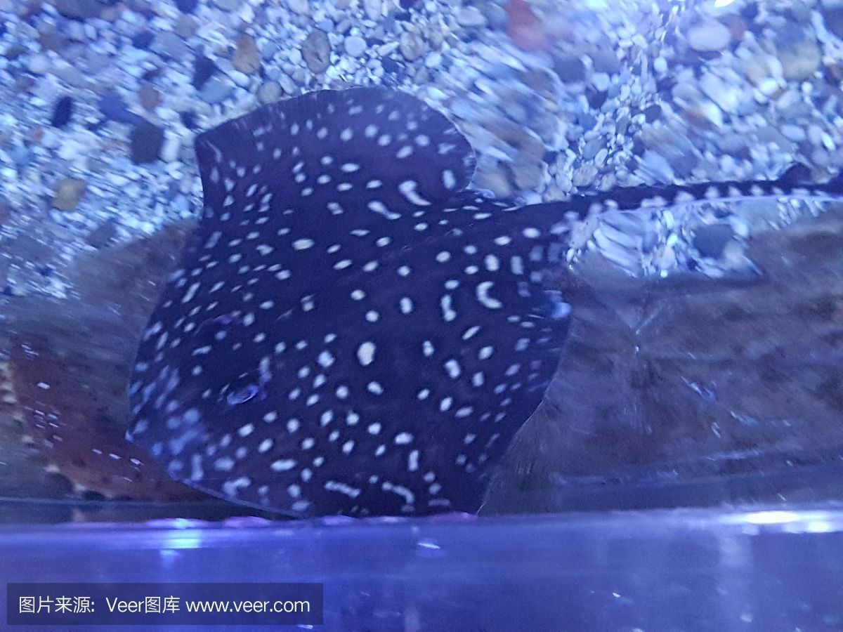 魟魚肚子上有黑色斑點：魟魚肚子上有黑色斑點是正常現象而不是疾病的標志