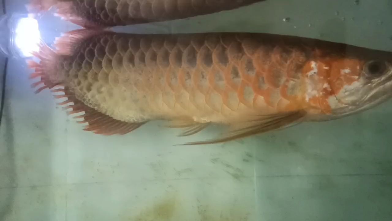 龍魚斷尾手術(shù)
