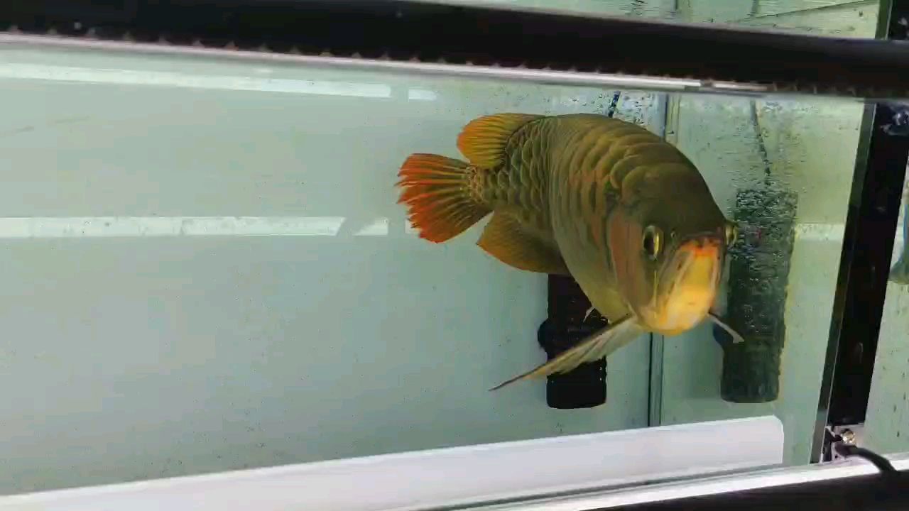 四年七個(gè)月 四年七個(gè)月 龍魚論壇 第1張