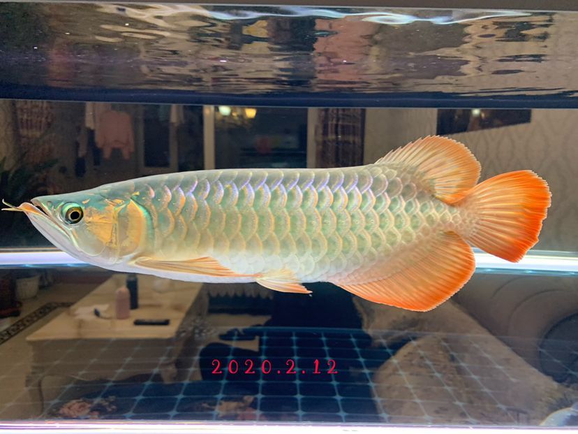 龍魚掉眼了怎么辦?如何解決問題：龍魚掉眼了怎么辦?如何解決問題圖片