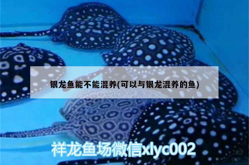 銀龍魚能不能混養(可以與銀龍混養的魚)