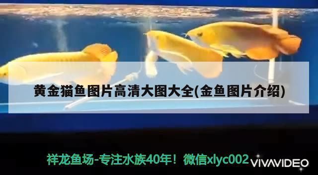 黃金貓魚圖片高清大圖大全(金魚圖片介紹)