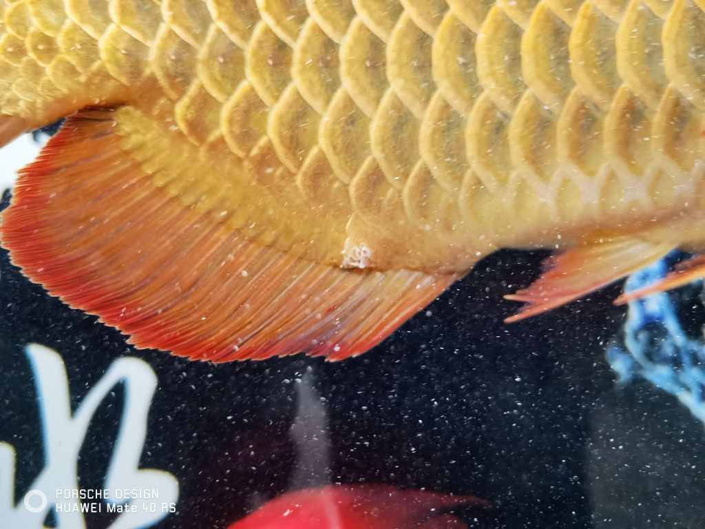 龍魚圖騰圖片大全大圖（龍魚圖片大全大圖霸氣）