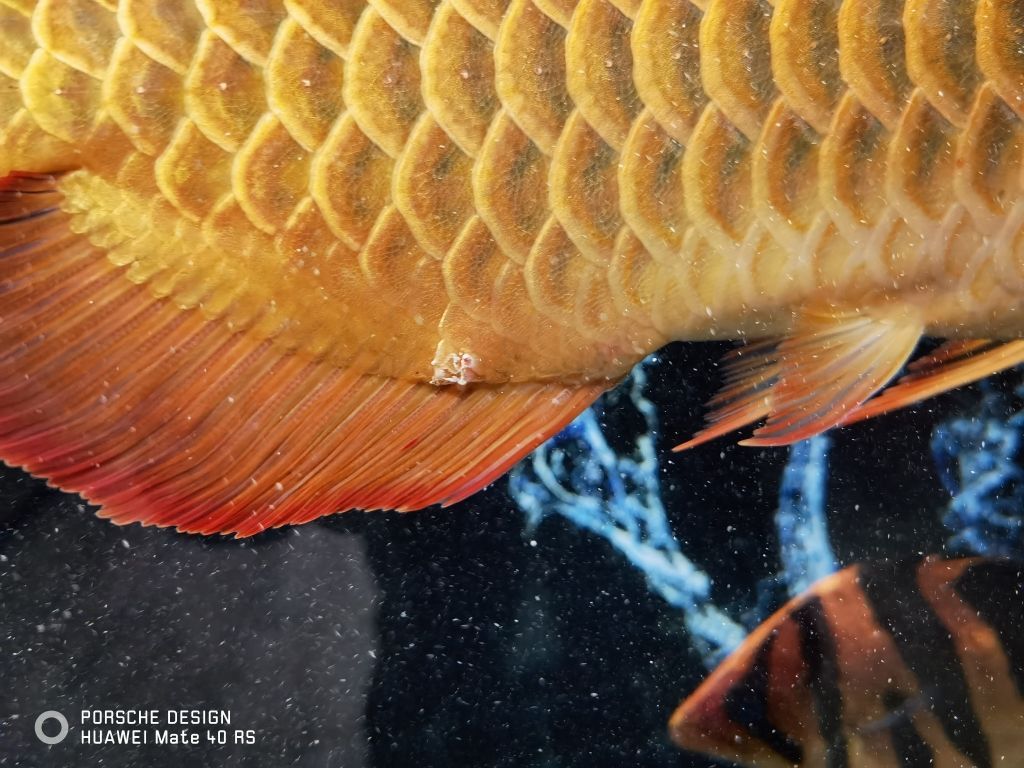 龍魚圖騰圖片大全大圖（龍魚圖片大全大圖霸氣）