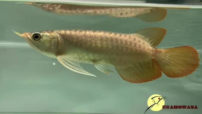 孟吉爾赤液是什么品種：“孟吉爾赤液”可能是孟吉爾紅龍魚的一個品種或變種