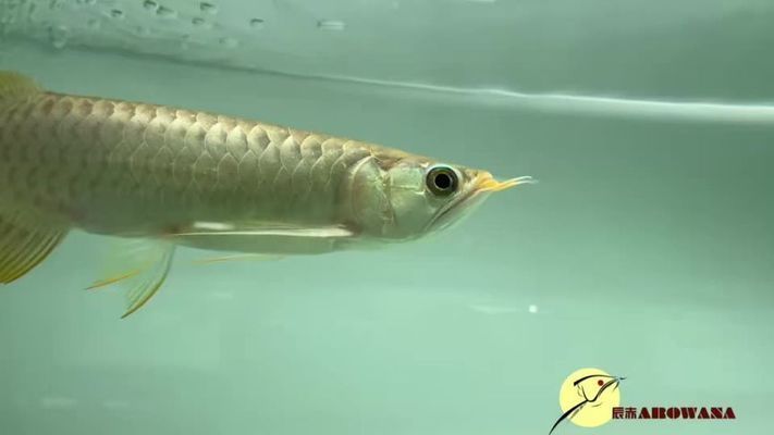 孟吉爾赤液是什么品種：“孟吉爾赤液”可能是孟吉爾紅龍魚的一個品種或變種 孟吉爾赤液是什么品種：“孟吉爾赤液”可能是孟吉爾紅龍魚的一個品種或變種 廣州孟吉爾 第2張