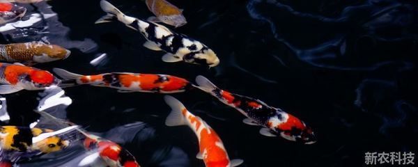 不用充氧的觀賞魚（不用充氧的觀賞魚及其特點：不用充氧的觀賞魚及其特點）