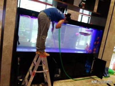 不用充氧的觀賞魚（不用充氧的觀賞魚及其特點：不用充氧的觀賞魚及其特點）
