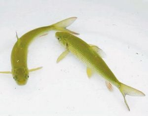 不用充氧的觀賞魚（不用充氧的觀賞魚及其特點：不用充氧的觀賞魚及其特點）