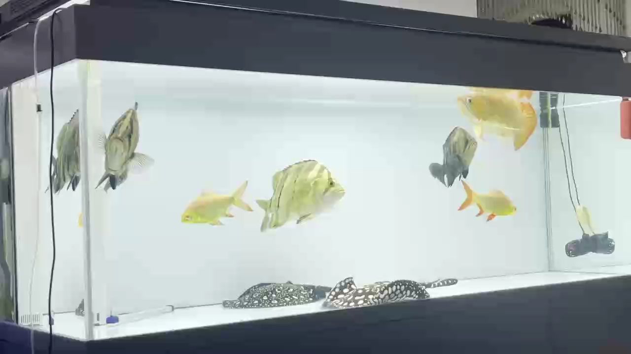 兩年多了就是不紅呢，非得上側燈嘛……