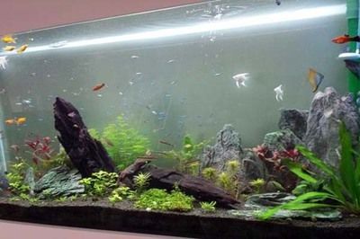 辦公室養(yǎng)魚的好處（辦公室養(yǎng)魚有什么好處？）