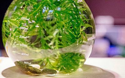 辦公室養(yǎng)魚的好處（辦公室養(yǎng)魚有什么好處？）