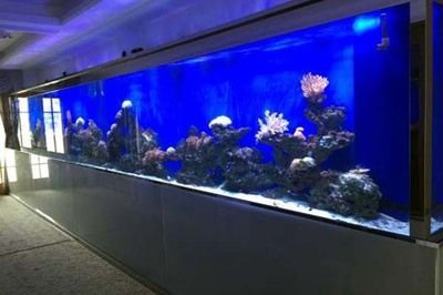 辦公室養(yǎng)魚的好處（辦公室養(yǎng)魚有什么好處？） 辦公室養(yǎng)魚的好處（辦公室養(yǎng)魚有什么好處？） 赤元素 第4張