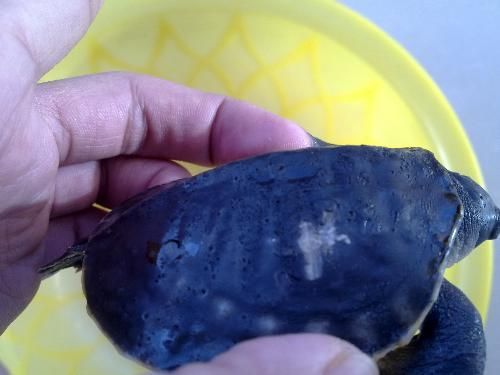 豬鼻龜爛甲腐皮用什么藥：豬鼻龜爛甲腐皮怎么辦