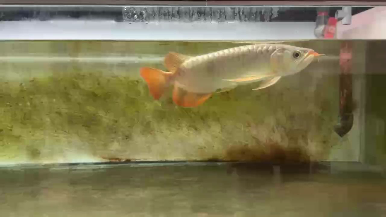 一個月了，鱗粉終于長出了一些
