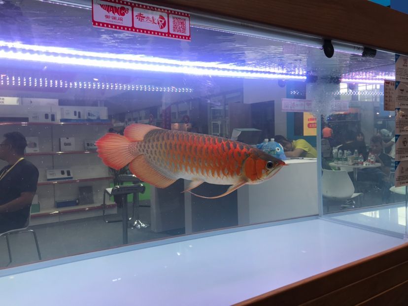 赤元素紅龍在aquarama展會上