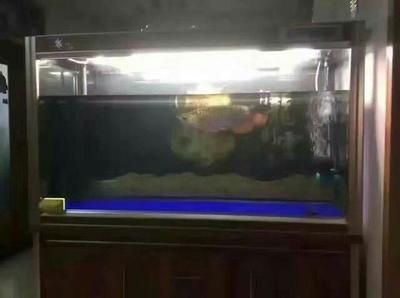 金龍魚換水操作指南：金龍魚換水操作指南（金龍魚換水操作指南）