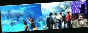 水族館是什么地方的城市（坎布里亞郡水族館的教育項目，全球著名水族館的游客評價）