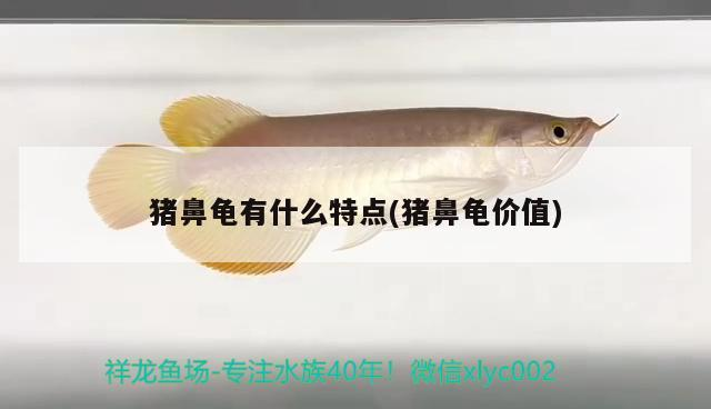 豬鼻龜有什么特點(豬鼻龜價值)