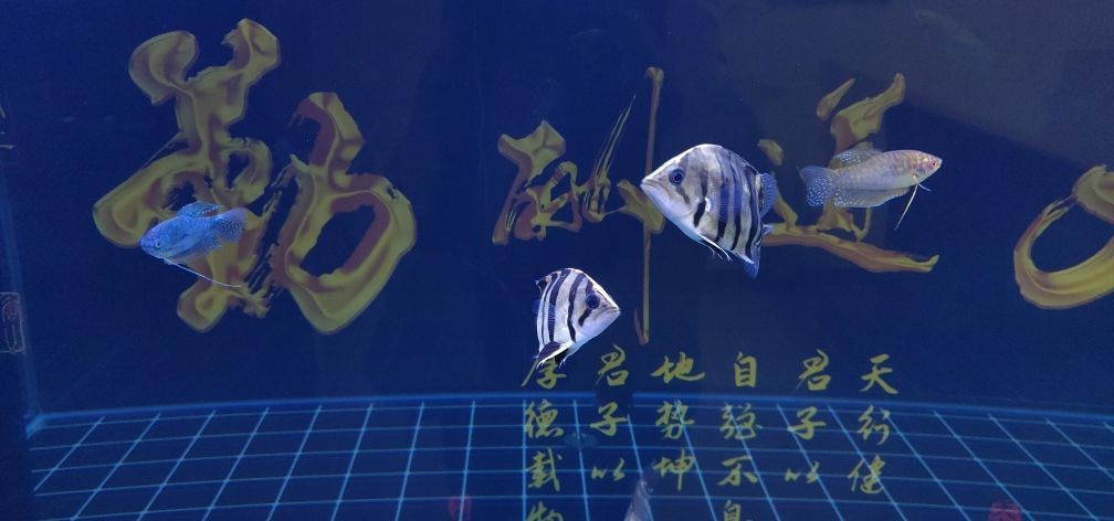 家用魚缸造景圖片欣賞大全（ 家用魚缸背景圖片大全）