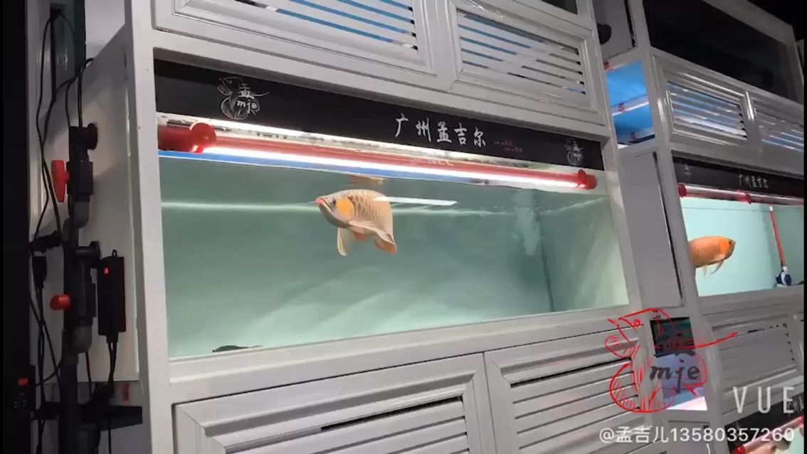 中衛觀賞魚市場孟吉爾～萬吉好色之選