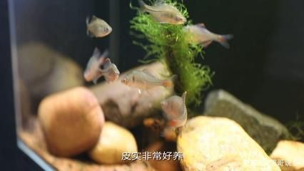 常見(jiàn)觀賞魚(yú)養(yǎng)殖種類調(diào)查（觀賞魚(yú)養(yǎng)殖基礎(chǔ)知識(shí)）