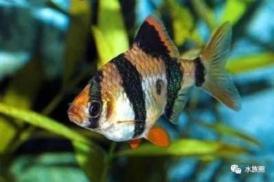 常見(jiàn)觀賞魚(yú)養(yǎng)殖種類調(diào)查（觀賞魚(yú)養(yǎng)殖基礎(chǔ)知識(shí)）