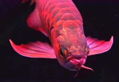 常見(jiàn)觀賞魚(yú)養(yǎng)殖種類調(diào)查（觀賞魚(yú)養(yǎng)殖基礎(chǔ)知識(shí)）