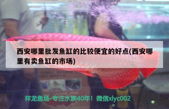 <strong><mark>西安</mark></strong>哪里批發(fā)魚缸的比較便宜的好點(diǎn)(<strong><mark>西安</mark></strong>哪里有賣魚缸的市場(chǎng))