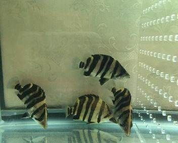 虎魚(yú)身上紋路淡淡的是什么品種：虎魚(yú)紋路淡淡的是什么品種