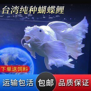 蝴蝶鯉苗什么價（精品球體/獅子頭品種2025年4月最新市場數據）