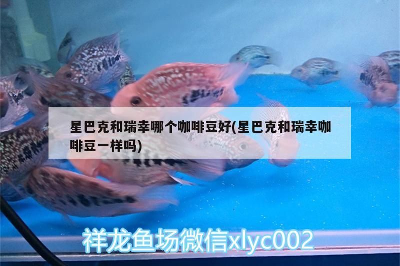 星巴克和瑞幸哪個咖啡豆好(星巴克和瑞幸咖啡豆一樣嗎)