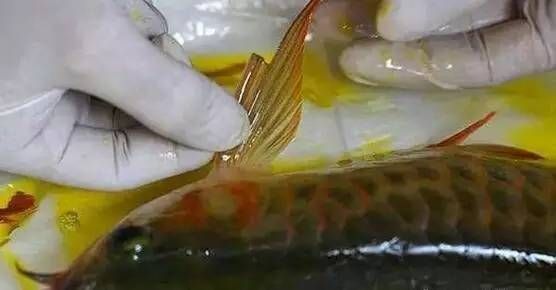 玉石金龍魚擺件的寓意和象征：祥瑞之韻，玉石金龍魚擺件的深邃寓意