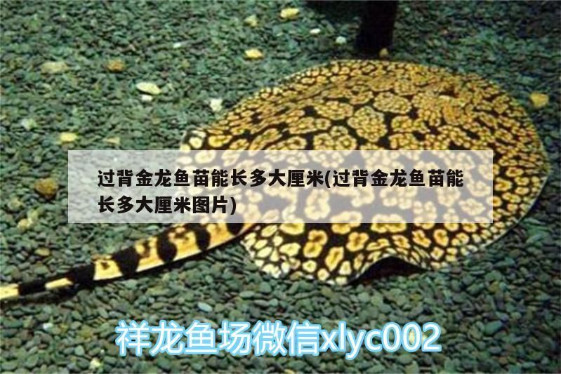 過背金龍魚苗能長(zhǎng)多大厘米(過背金龍魚苗能長(zhǎng)多大厘米圖片)
