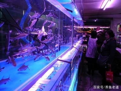 觀賞魚批發市場進貨渠道在哪（觀賞魚批發市場的進貨渠道）