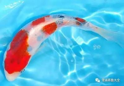 觀賞魚批發市場進貨渠道在哪（觀賞魚批發市場的進貨渠道）