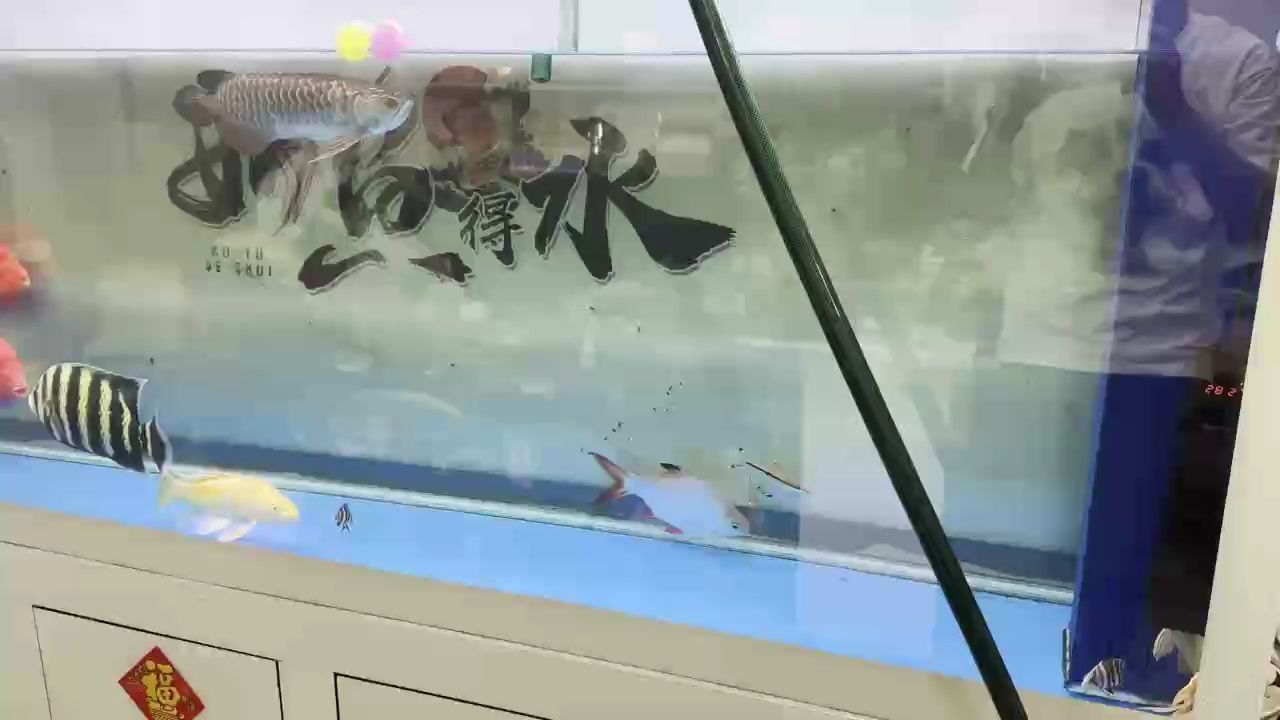 紅金龍魚常見疾病有哪些，紅金龍魚常見的幾種疾病