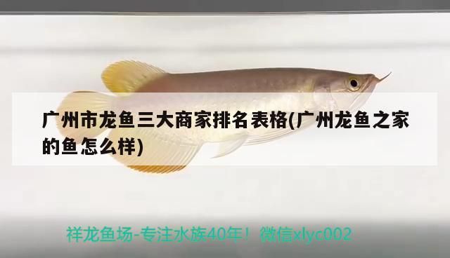 龍魚干蝦有營養嗎 廣州市龍魚三大商家排名表格(廣州龍魚之家的魚怎么樣) 龍魚之家 廣州市龍魚三大商家排名表格(廣州龍魚之家的魚怎么樣) 廣州市龍魚三大商家排名表格(廣州龍魚之家的魚怎么樣) 龍魚之家