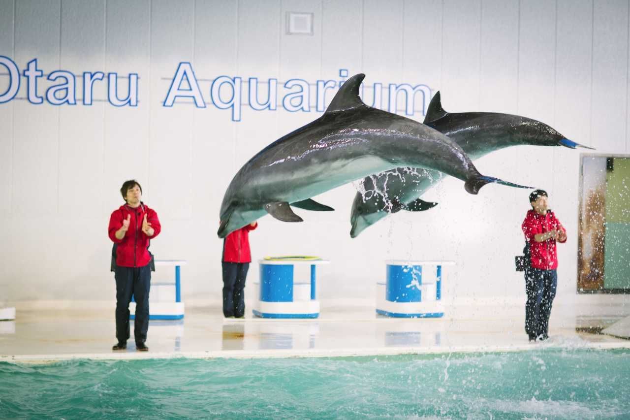 小樽水族館官網(wǎng)旗艦店：小樽水族館官網(wǎng)旗艦店介紹