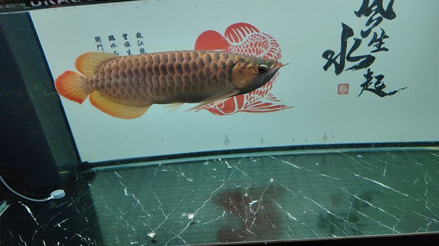 怎么是橘紅色    為什么不是大紅包？