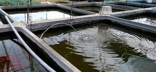 觀賞魚水池高度(觀賞魚水池的高度與面積)