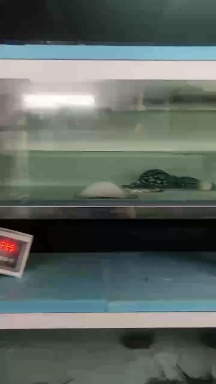 養(yǎng)魚人的執(zhí)著