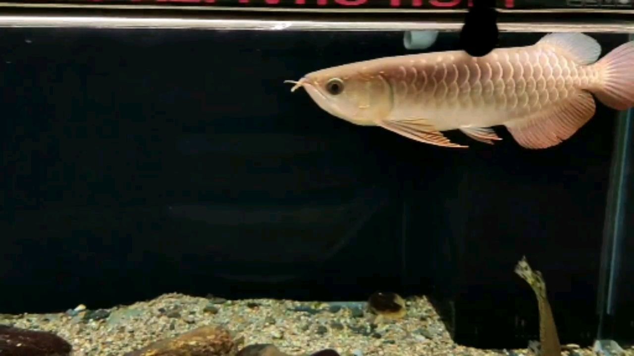 珠海水族批發市場李亞四狀態真好