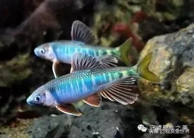 常見的冷水觀賞魚類：冷水觀賞魚有哪些種類？