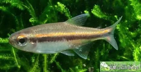 常見的冷水觀賞魚類：冷水觀賞魚有哪些種類？