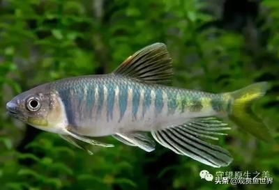 常見的冷水觀賞魚類：冷水觀賞魚有哪些種類？