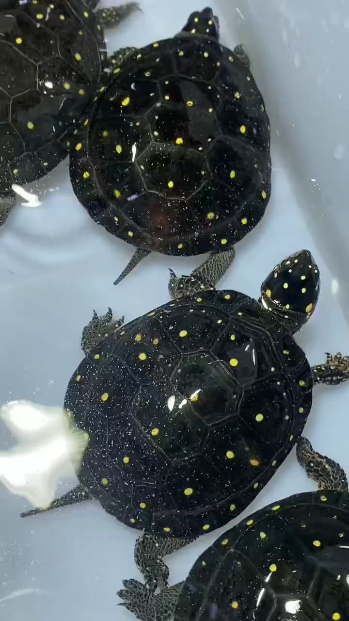 寵物龜