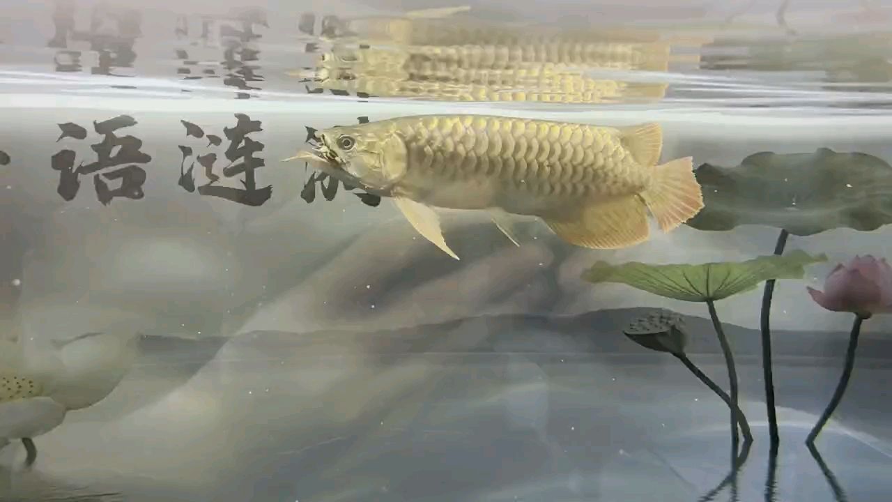 這條愛龍很兇猛