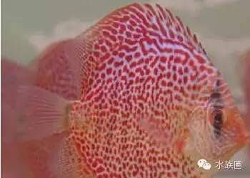比較活躍的觀賞魚有哪些（觀賞魚的發展趨勢觀賞魚的發展趨勢觀賞魚的發展趨勢） 比較活躍的觀賞魚有哪些（觀賞魚的發展趨勢觀賞魚的發展趨勢觀賞魚的發展趨勢） 赤元素 第4張